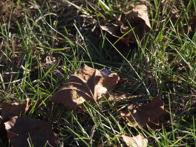 [The butterfly is only about one tenth the size (or less) of the dried leaf sitting in the grass.]